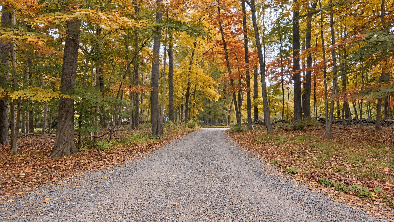 Autumn visualization of Silvermine’s wooded drive with golden foliage and a gravel surface
